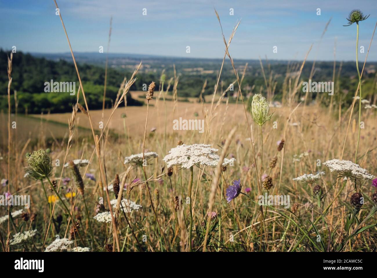 Carota bianca selvatica fiori selvatici su Pewley giù a Guildford, Surrey, Regno Unito Foto Stock