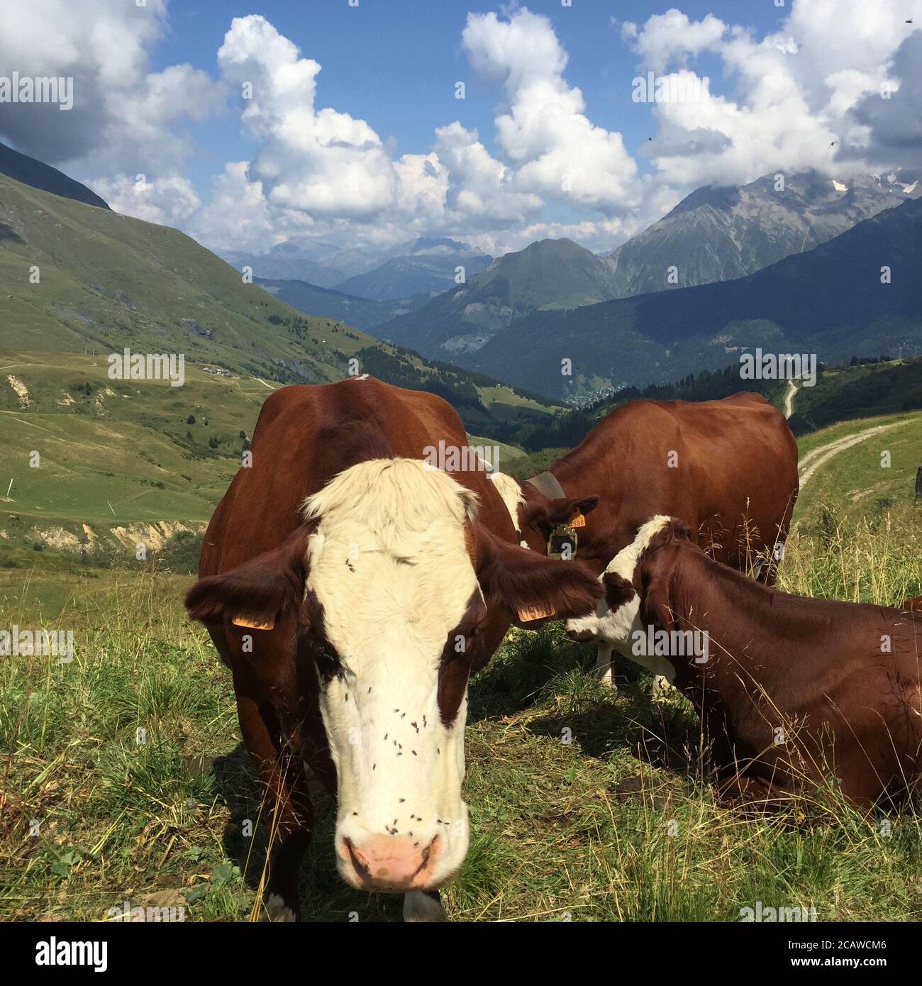 Colpo di closeup di mucche spruzzate con molte mosche Foto Stock