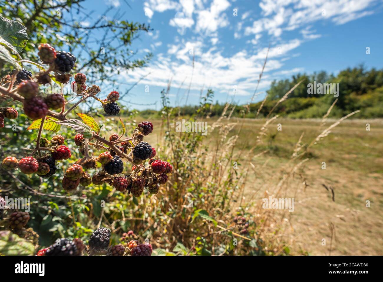 Brighton UK, 6 agosto 2020: Bacche nere che crescono selvatiche in un ricovino del Sussex orientale Foto Stock
