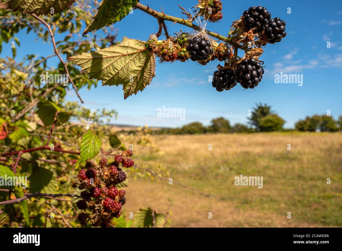 Brighton UK, 6 agosto 2020: Bacche nere che crescono selvatiche in un ricovino del Sussex orientale Foto Stock