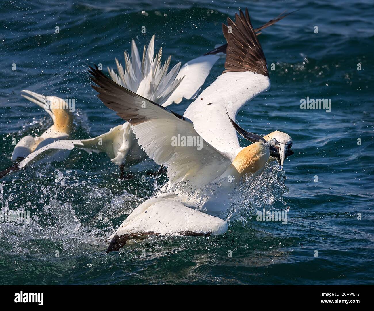 Pesca di cannonna settentrionale nel Mare del Nord, Regno Unito Foto Stock