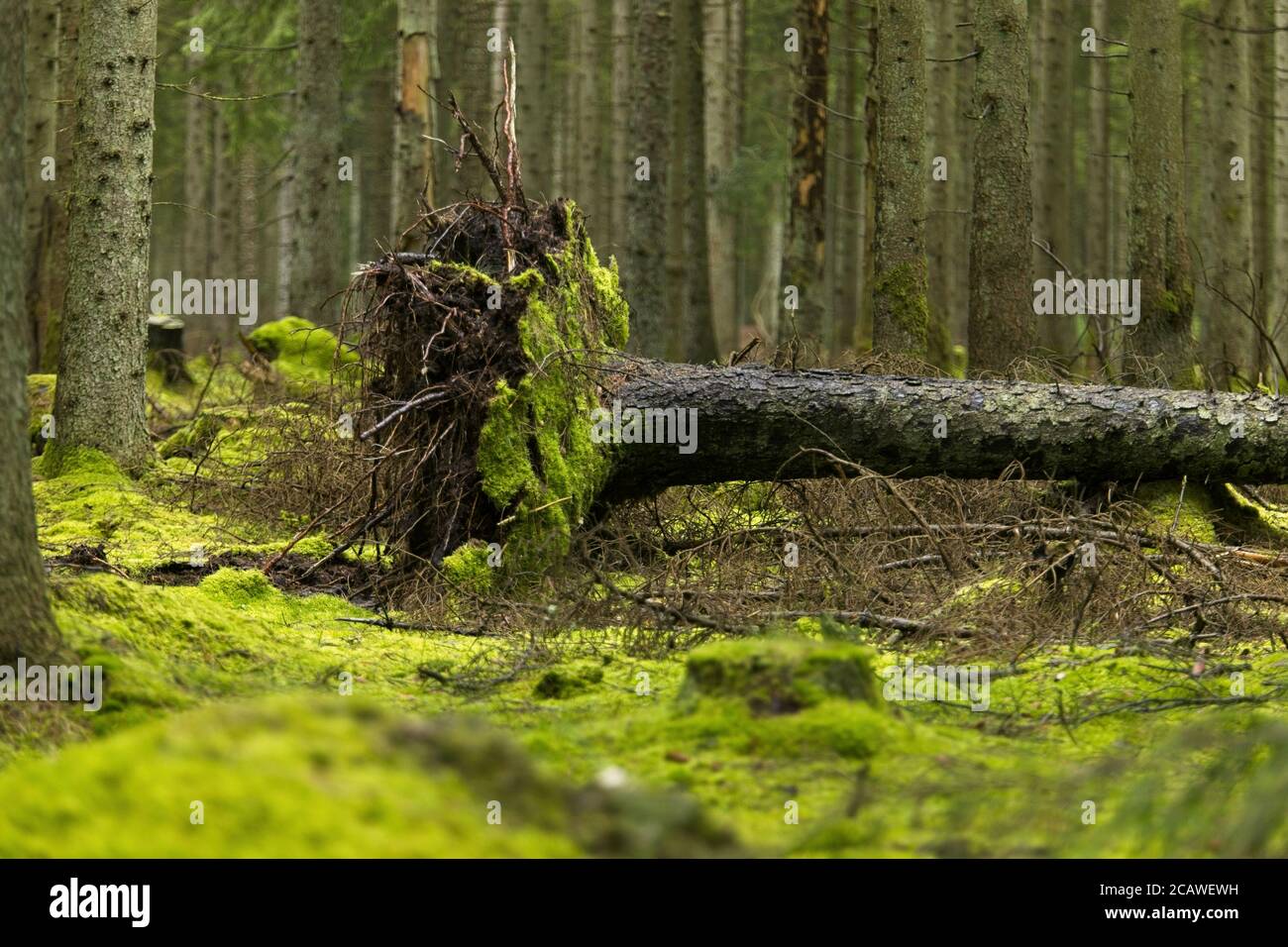 Tiro ad angolo basso di alberi caduti nella foresta Foto Stock
