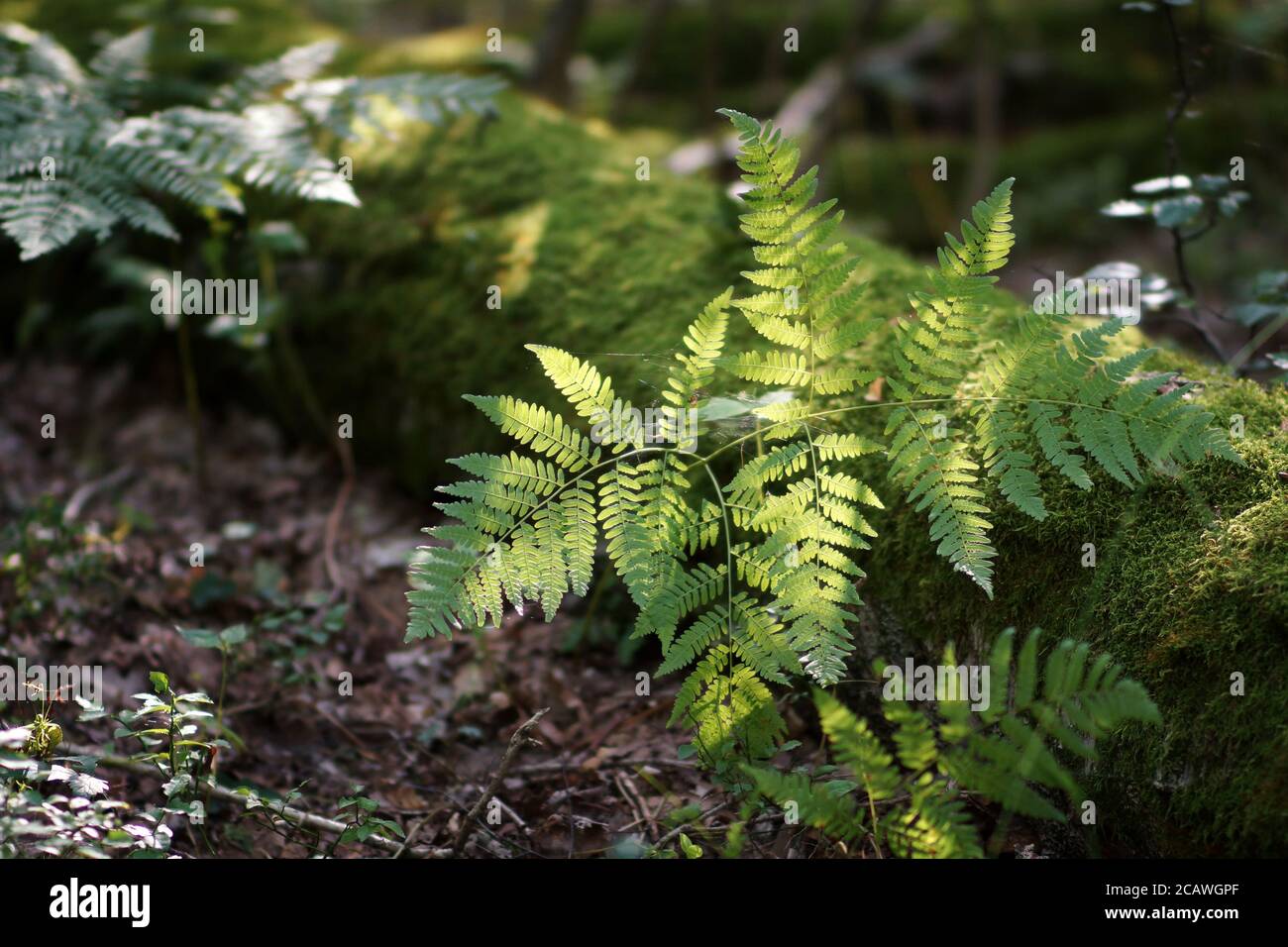 Agosto nella foresta, foglie di felce e un tronco di albero sdraiato sopravallato di muschio, il fondo di una foresta estiva Foto Stock