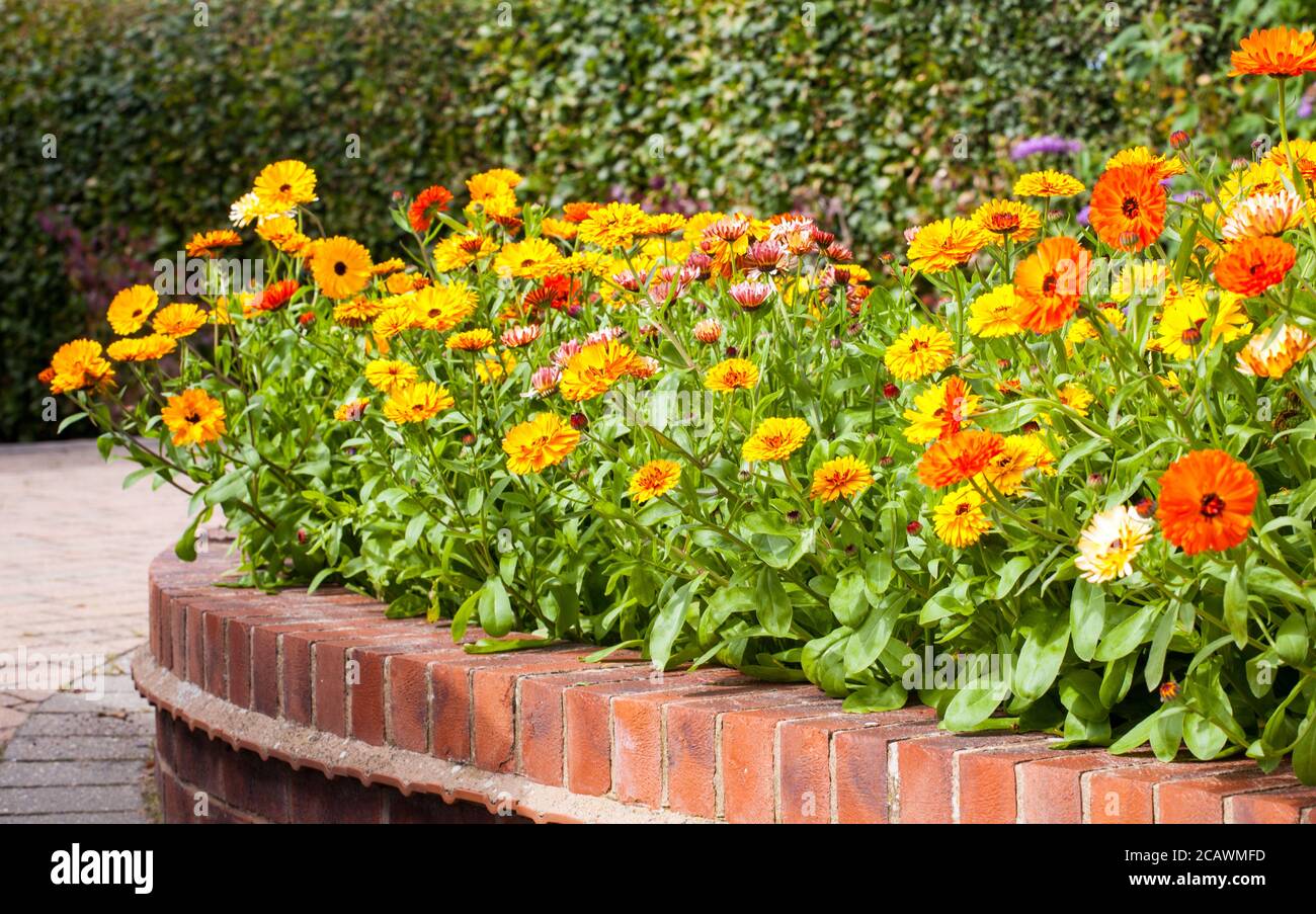 Calendula officinalis fiori che crescono in un giardino erbaceo inglese cottage confine in estate Foto Stock