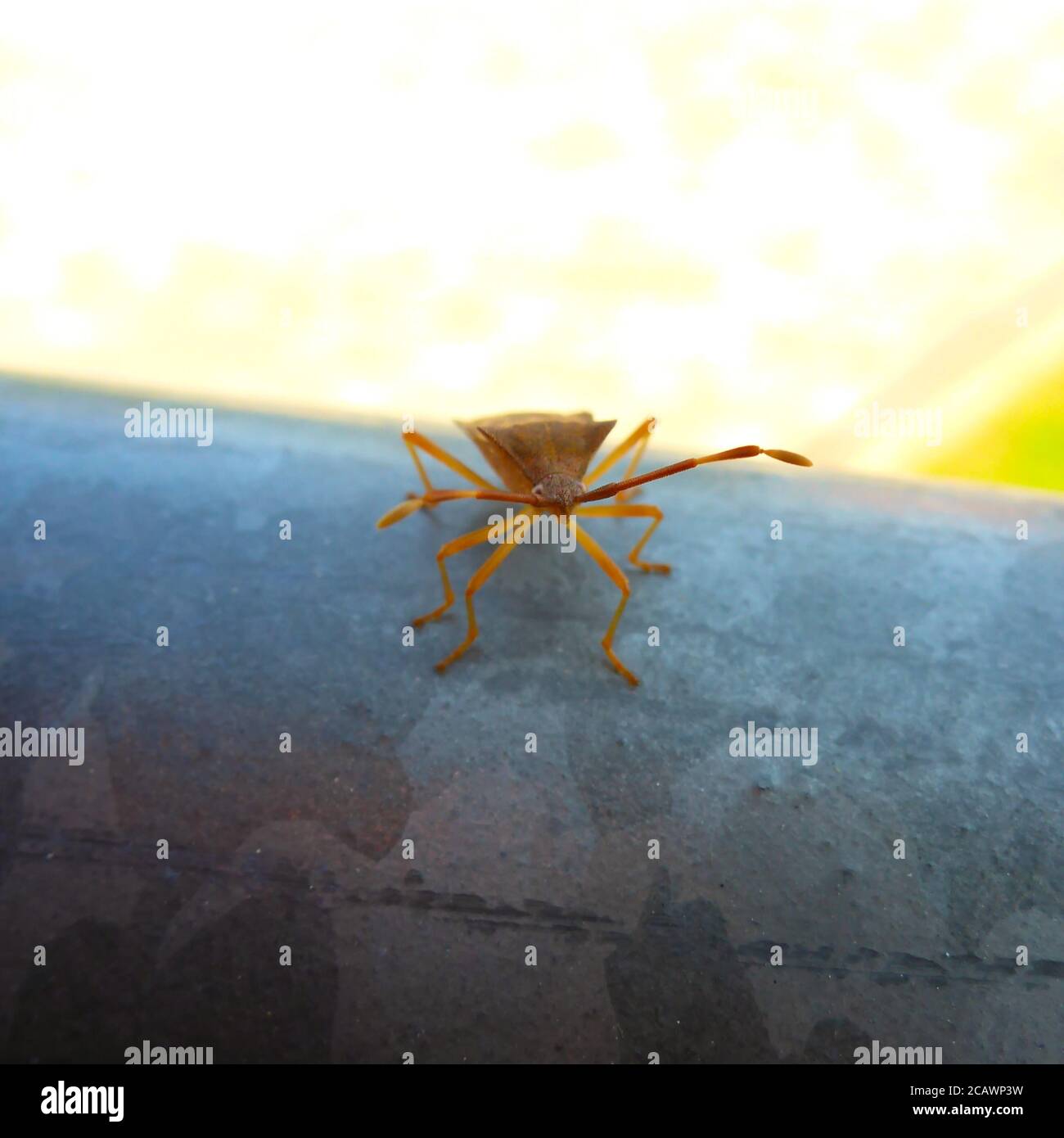 Una chiusura di un bug su una rotaia Foto Stock