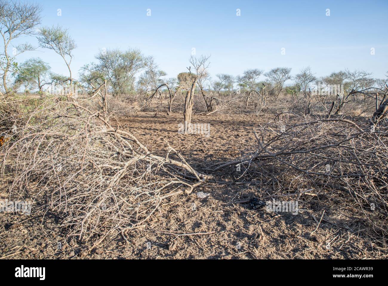 Un recinto vuoto (kraal) per i bovini del popolo Karamejong, distretto di Morodo, Uganda Foto Stock