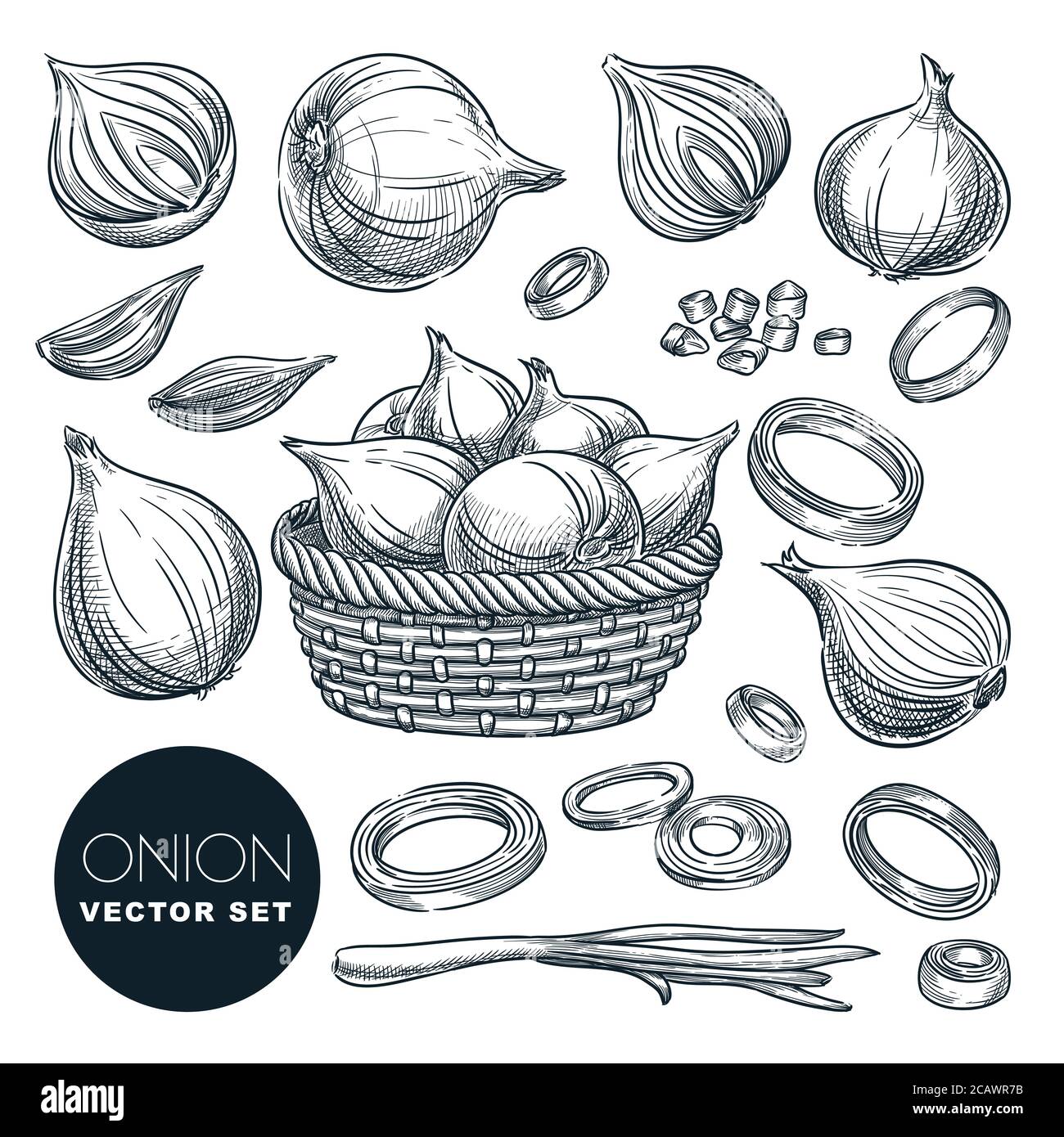 Testa di cipolla e piume verdi, isolate su sfondo bianco. Illustrazione vettoriale dello schizzo. Ingredienti freschi di spezie e verdure di insalata. Agri disegnati a mano Illustrazione Vettoriale