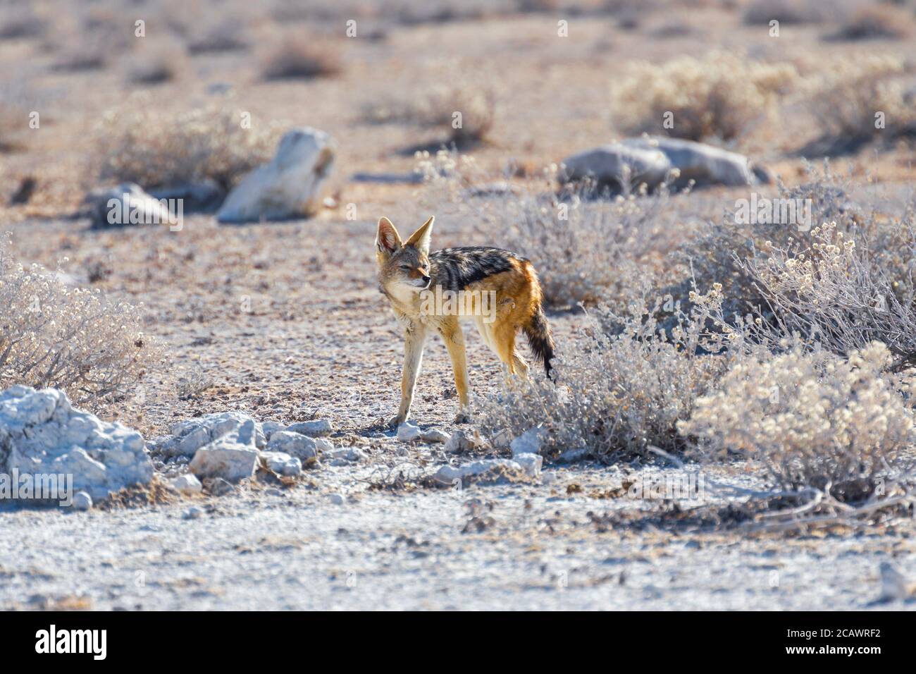 Cape Fox (Vulpes chama) nel Parco Nazionale di Etosha, Namibia Foto Stock
