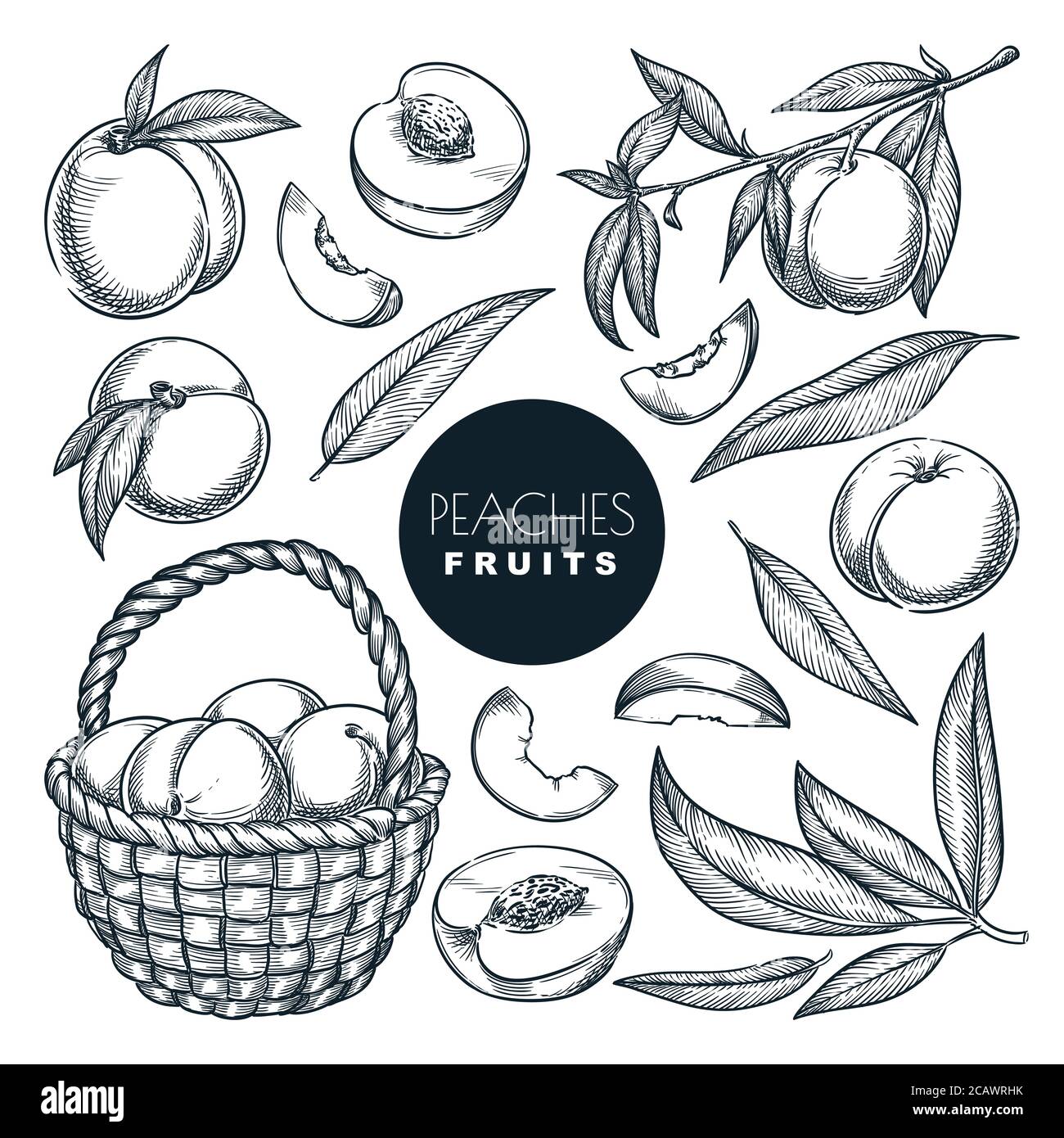 Pesche sul ramo e nel cestello, illustrazione vettoriale dello schizzo. Raccolta di frutta dolce, giardino disegnato a mano agricoltura e fattoria elementi di progettazione isolati. Illustrazione Vettoriale