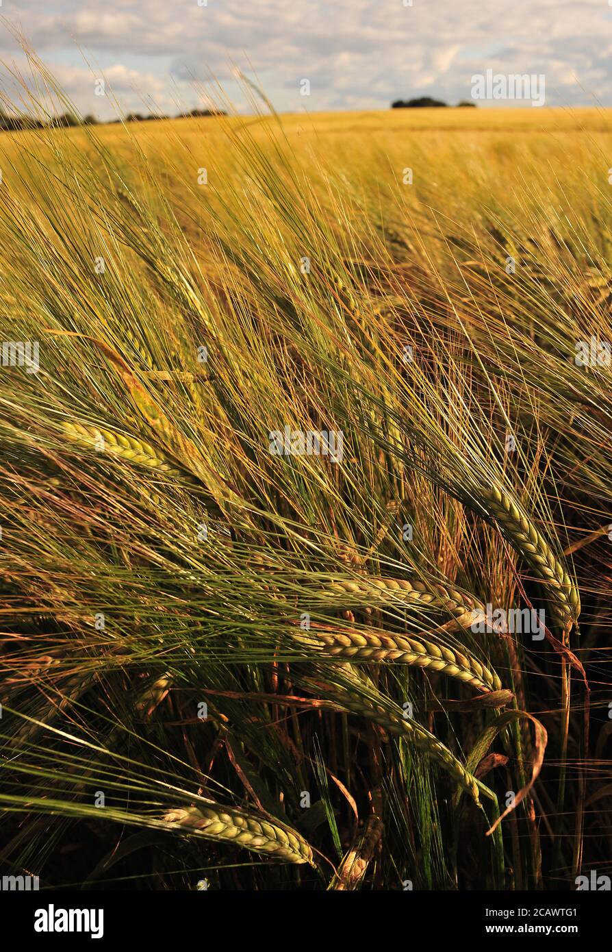 Un raccolto di Barley matura lentamente nella campagna dello Yorkshire. Foto Stock