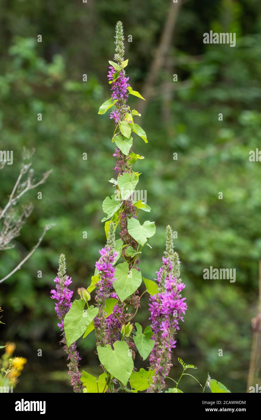 Hedge bindweed (Calistegia sepium) girando intorno e crescendo su fiore viola Loosestlife (Lythrum salicaria), Regno Unito, agosto Foto Stock