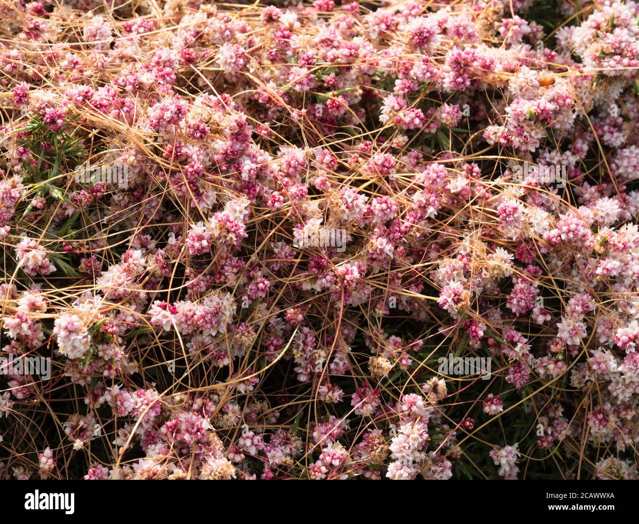 Fiori rosa dell'annuale fiore selvatico paraitico inglese, dodder, epitimo di Cuscuta, sulla sua pianta ospite di gola a Rame Head, Cornovaglia Foto Stock