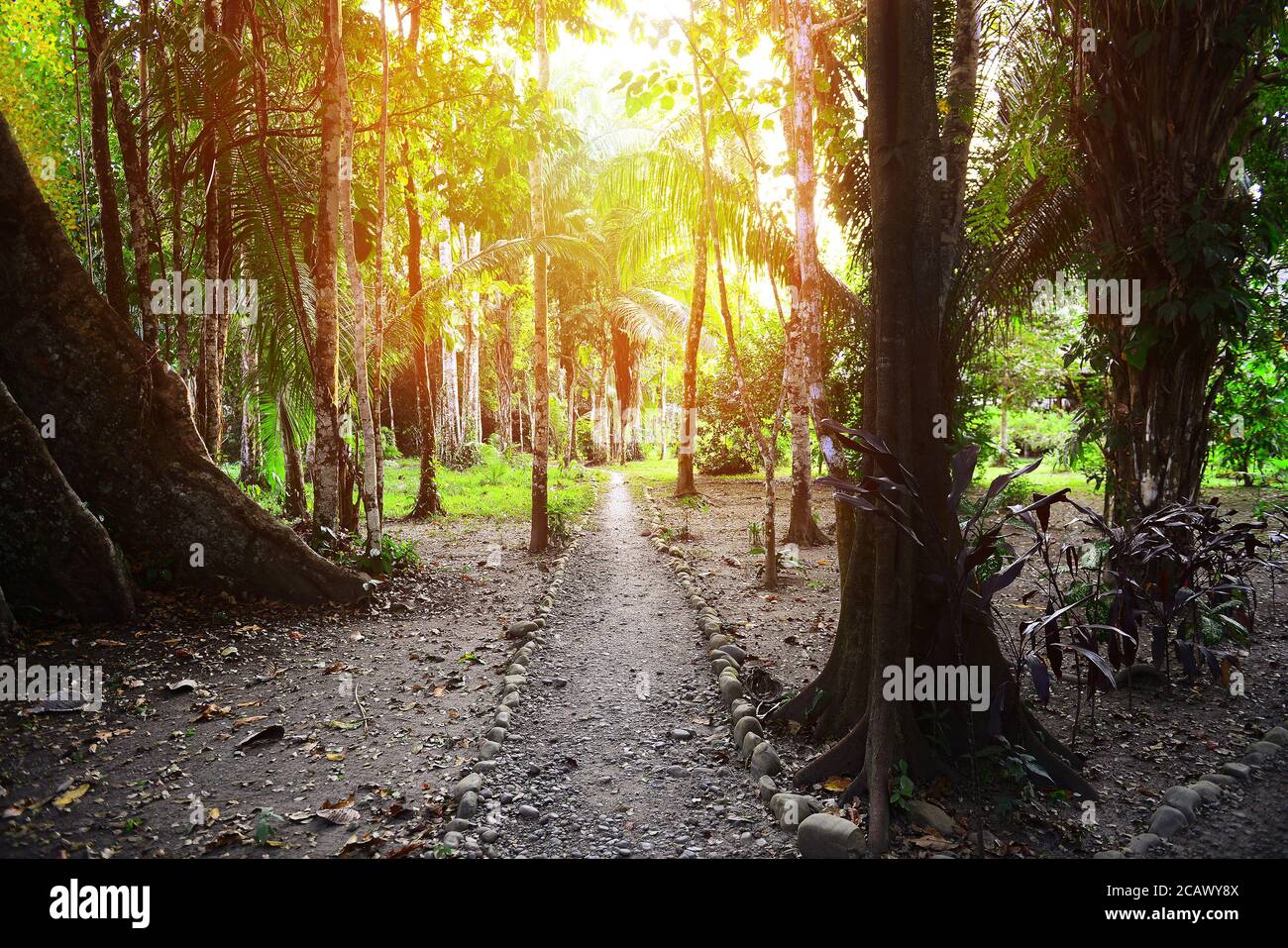 Mattina luce del sole nella giungla del Perù. Parco nazionale Manu. Immagine sfocata. Foto Stock