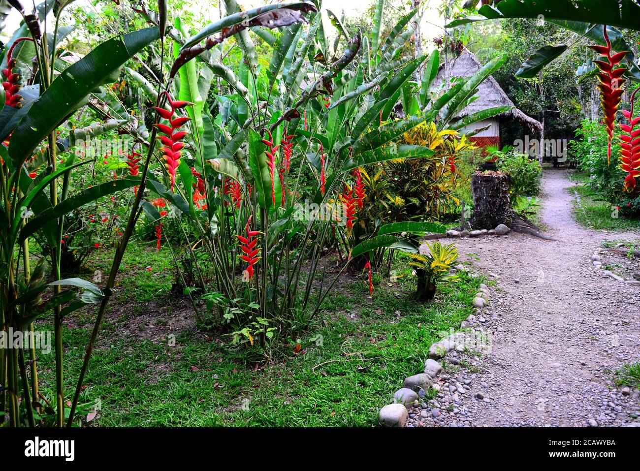 Giardino tropicale nella giungla del Perù. Parco Nazionale Manu in Perù. Lodge in giungle di Amazon. Foto Stock