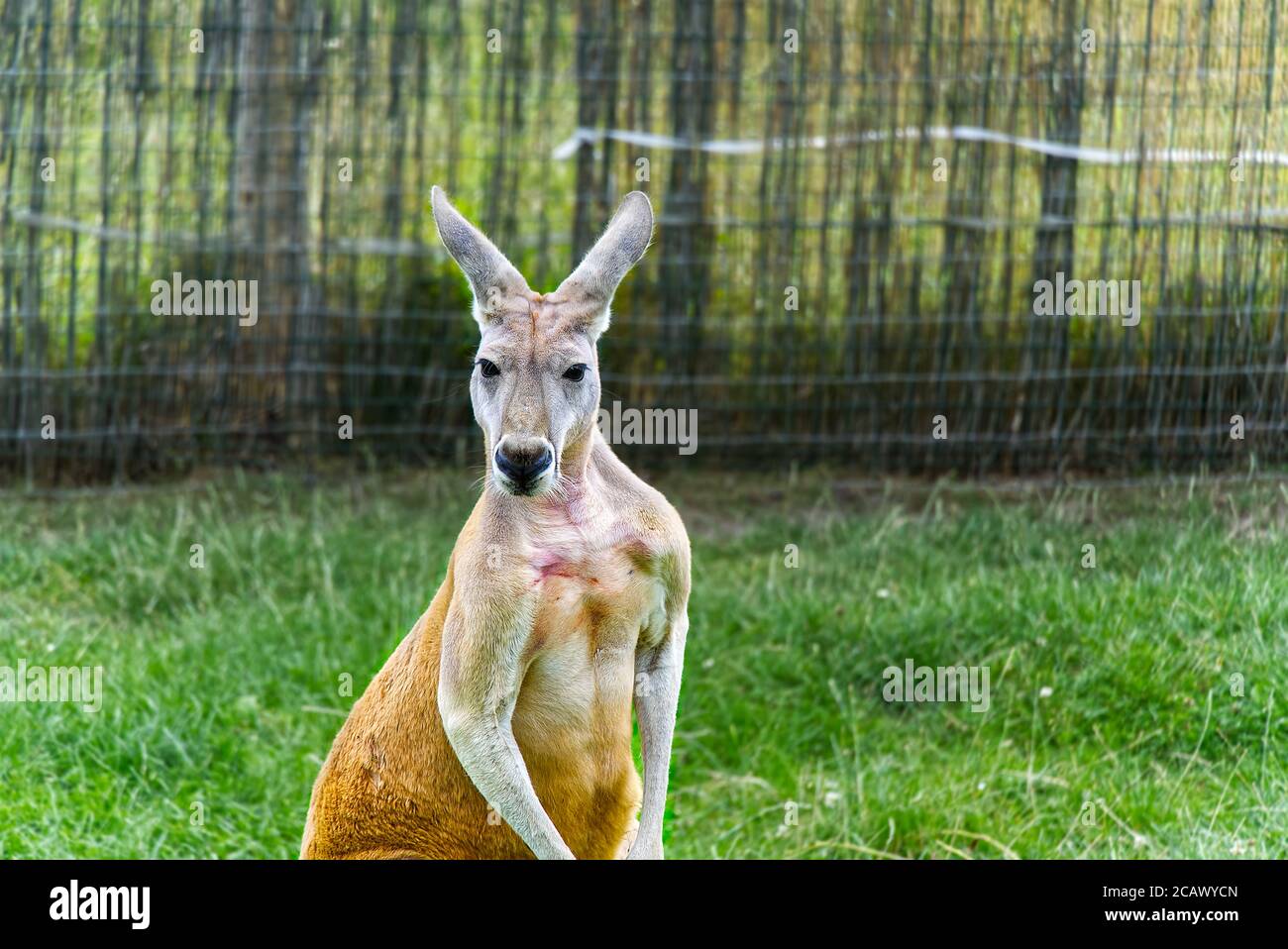 Macropus Rufus o Red canguro si ferma e guarda la fotocamera contro sfondo sfocato. Foto Stock