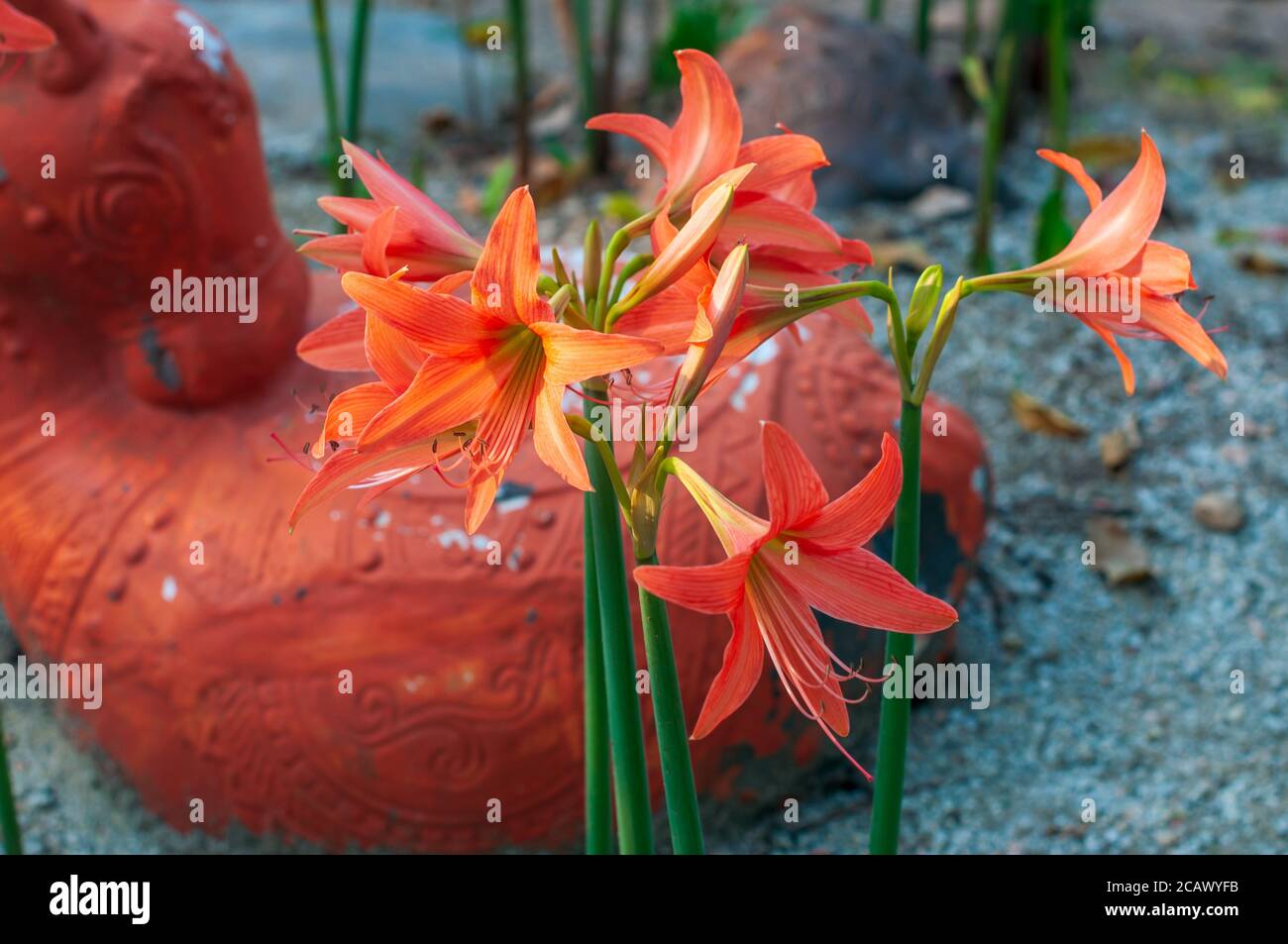 Bel fiore di velluto rosso hippeastrum. Royal Velvet, amaryllis rosso su sfondo bianco. Foto Stock