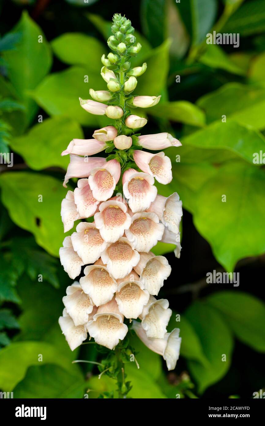 Digitalis purpurea (Foxglove) Foto Stock