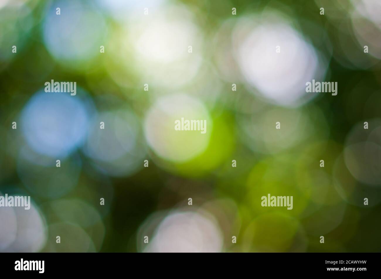 Splendido sfondo verde bokeh sfocato con luce soffusa e brillante. Foto Stock