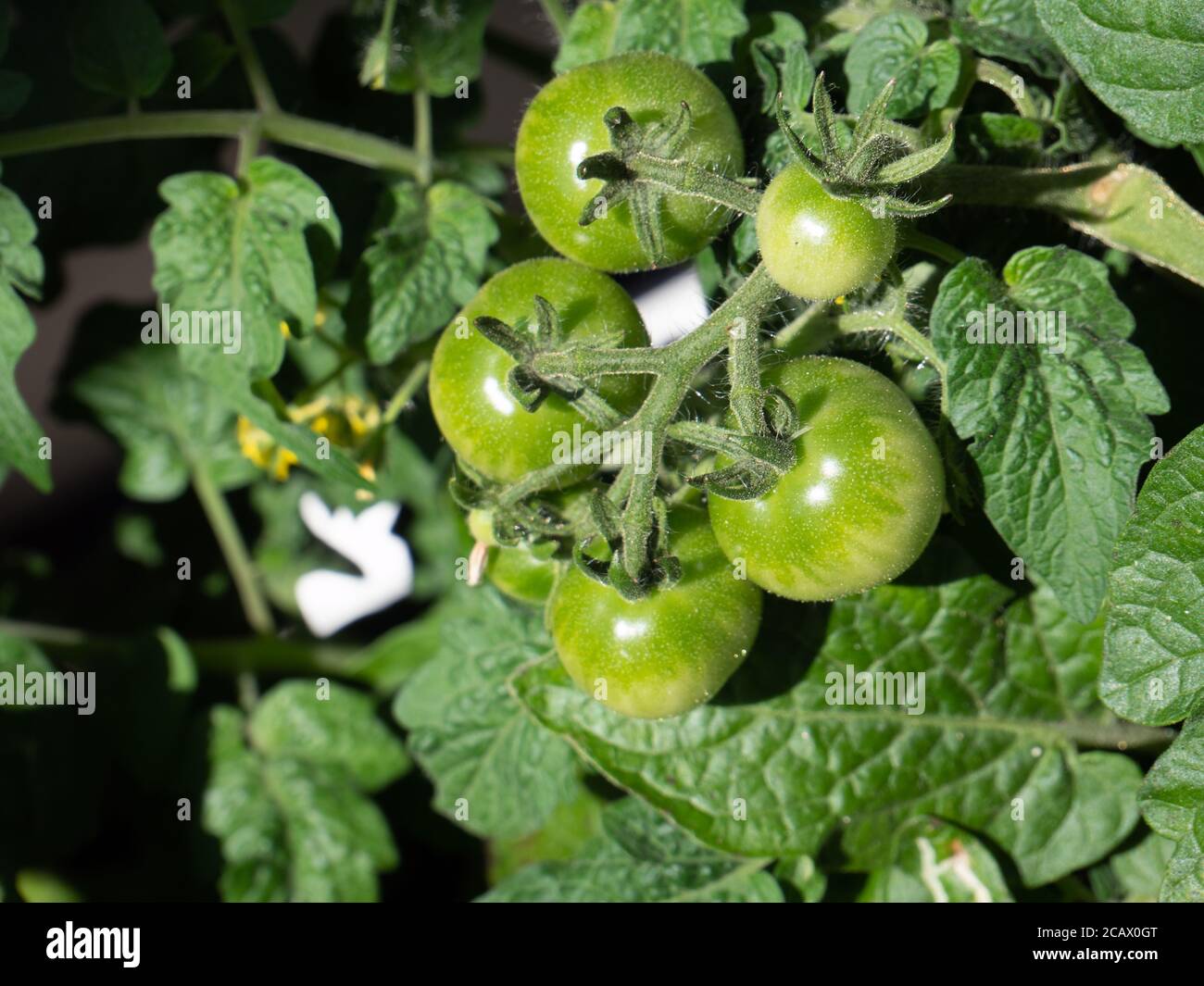 Pomodori verdi in giardino Foto Stock