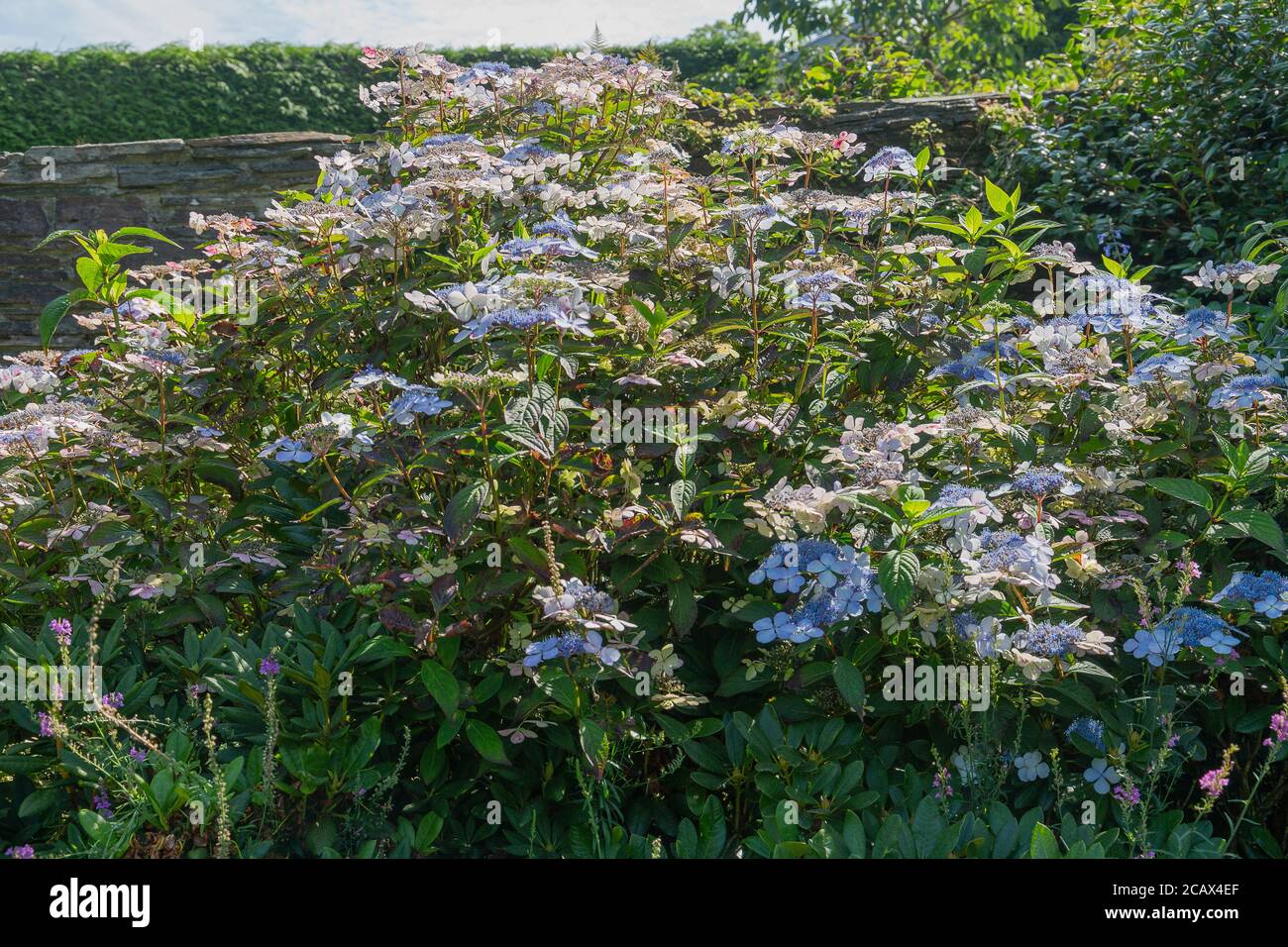 Hydrangea macrophylla, una grande idrangea foglia in piena fioritura Foto Stock