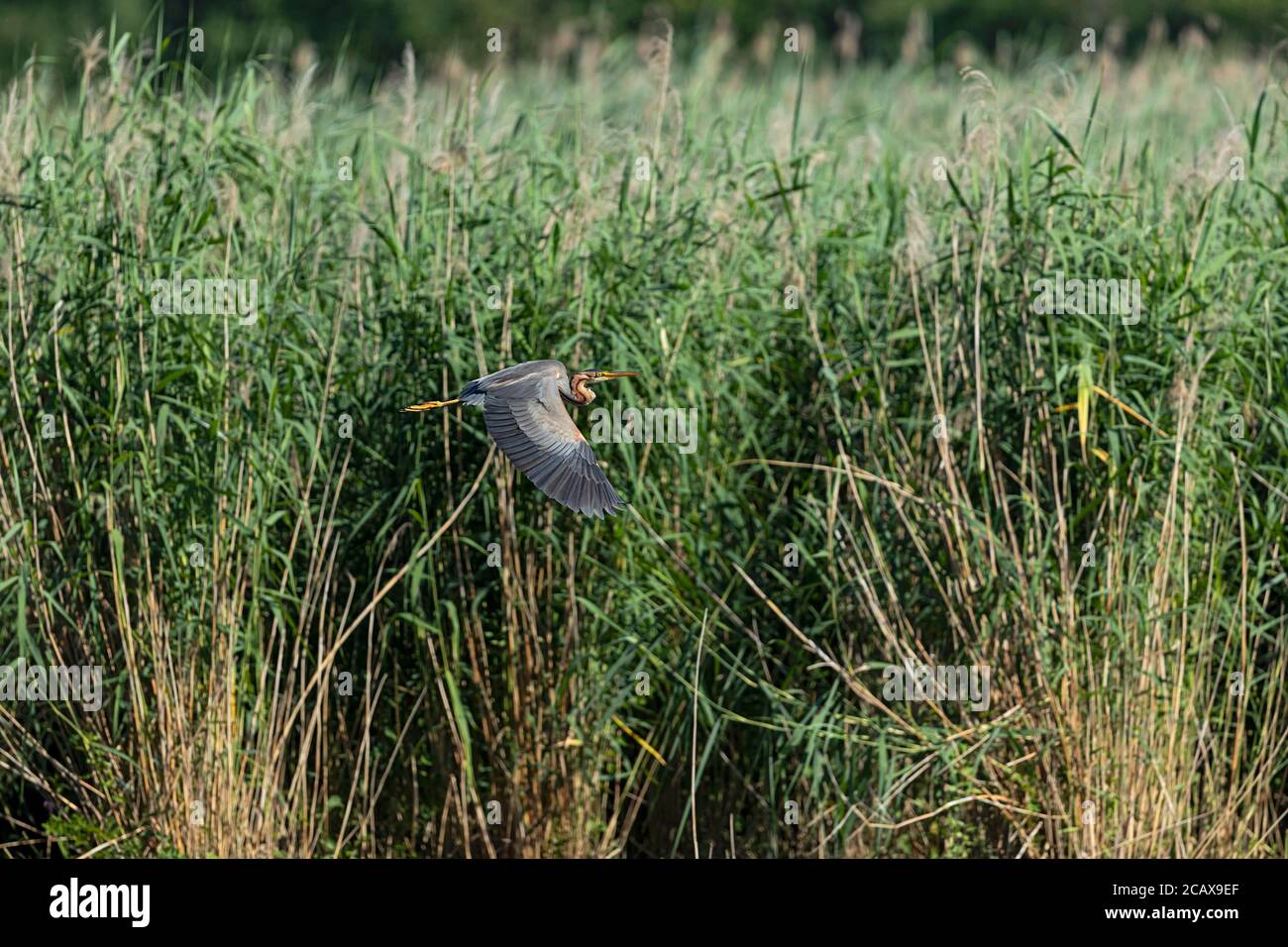 Volante adulto viola Heron Foto Stock