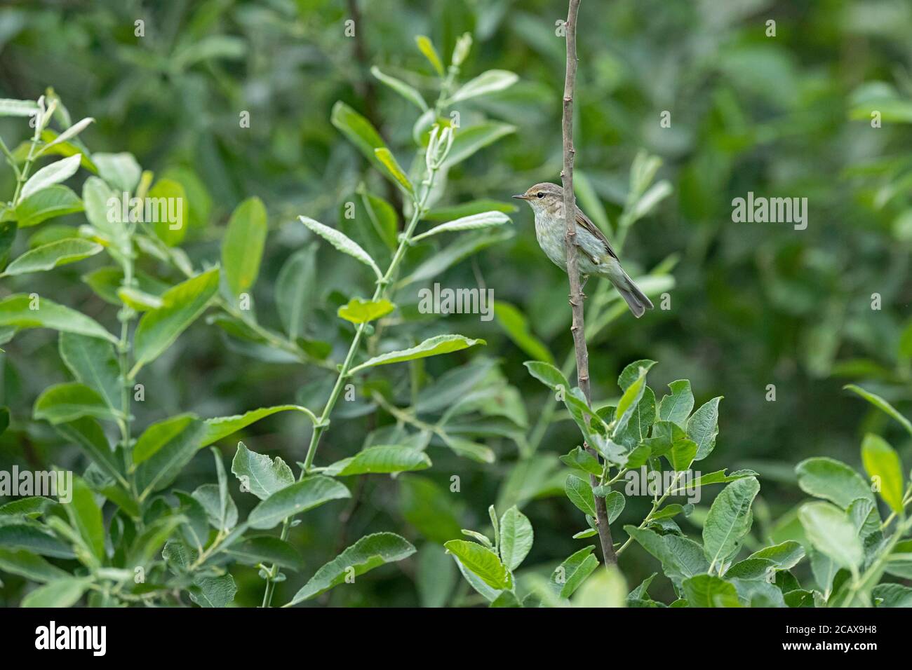 Un chiffchaff in un albero di Willow. Foto Stock