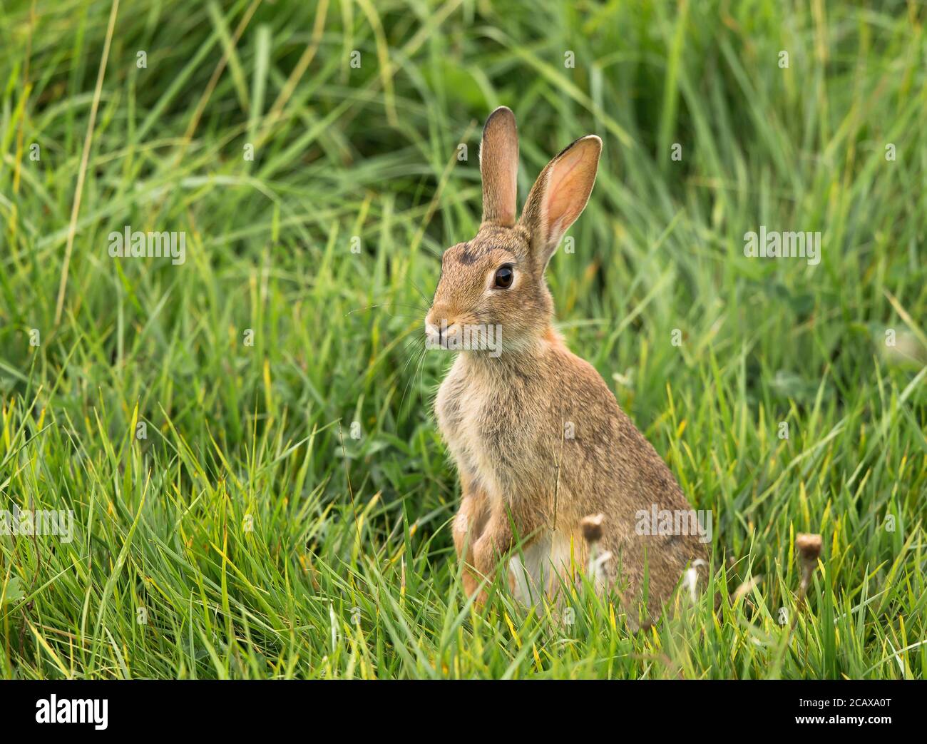 Primo piano di bello, selvaggio UK coniglio animale (Oryctolagus cuniculus) in piedi allarme in campagna rurale, isolato in erba lunga, orecchie di ascolto. Foto Stock