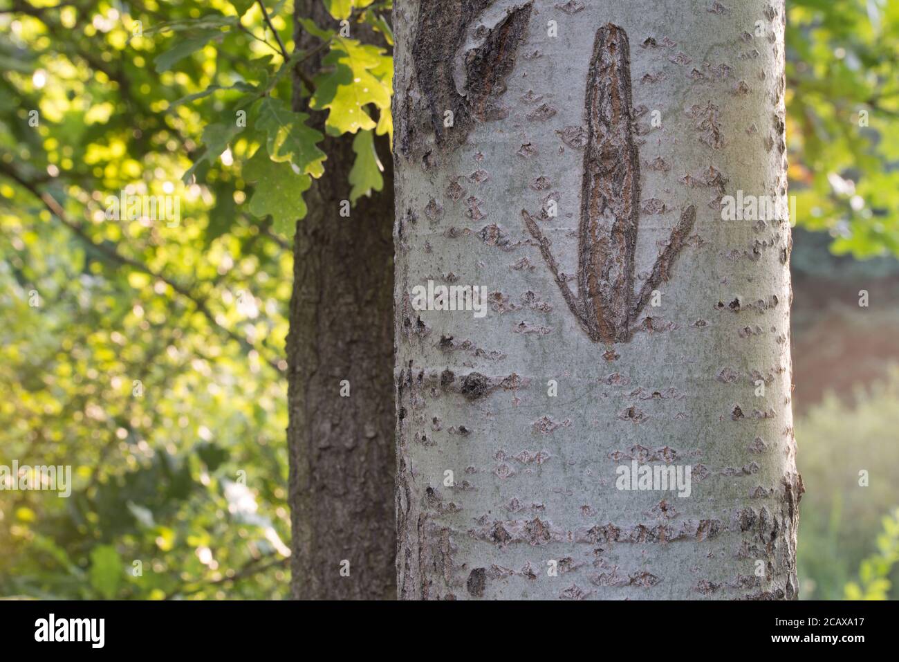 freccia su pioppo tronco tree closeup fuoco selettivo Foto Stock