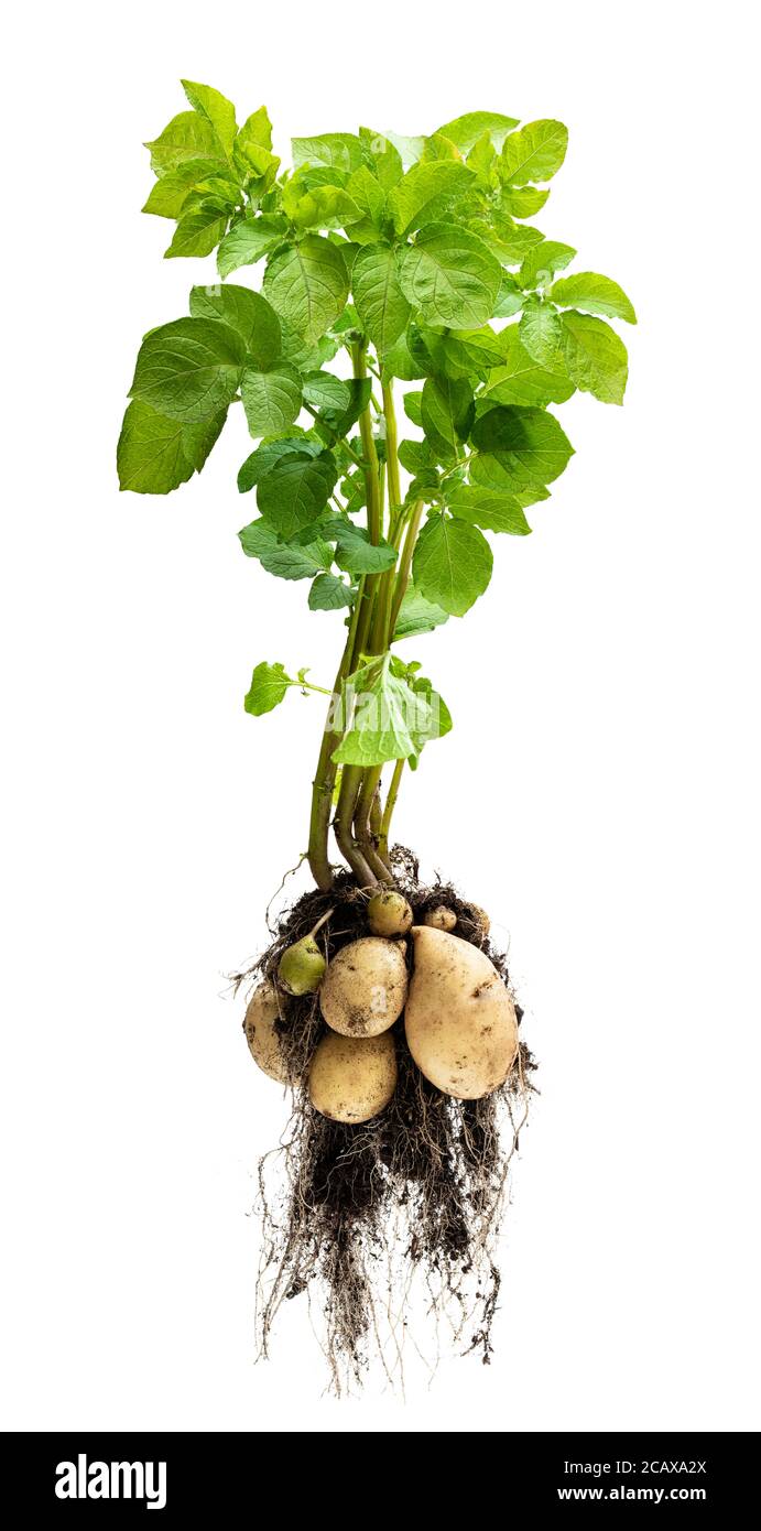 Pianta di patata con tuberi su sfondo bianco Foto Stock