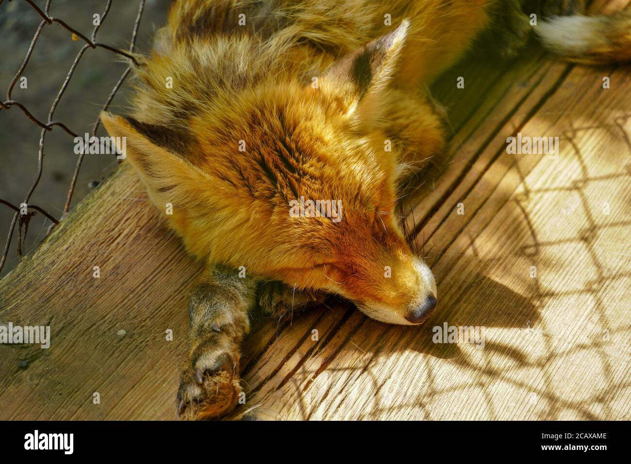 Carino piccola bella volpe dormire da vicino Foto Stock