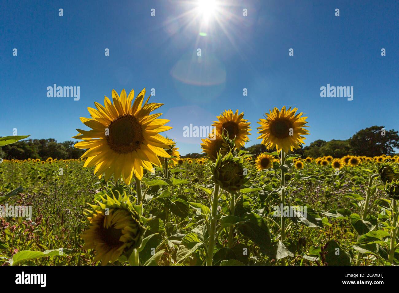 Un campo di girasoli vibranti in Sussex, in una giornata estiva soleggiata Foto Stock