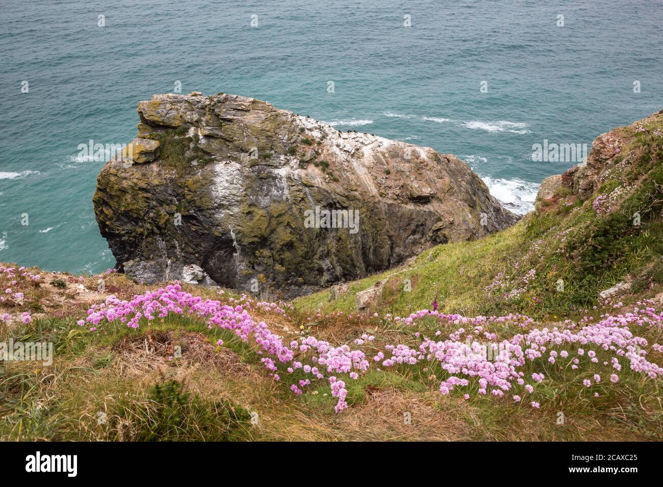 Sea Thrift e cormorano's rock a Hell's Mouth Bay in Cornwall, Regno Unito Foto Stock