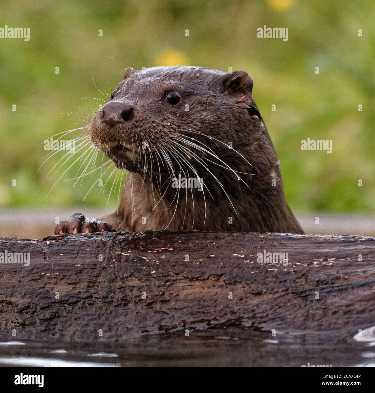 Eurasian Otter (Lutra lutra) clambering su log flottante, arricchimento di recinzione. Foto Stock