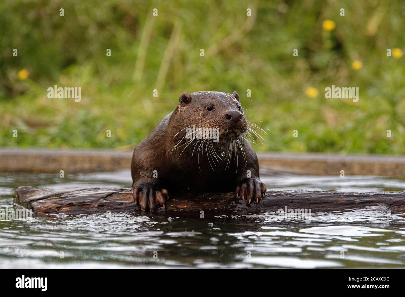 Eurasian Otter (Lutra lutra) clambering su log flottante, arricchimento di recinzione. Foto Stock