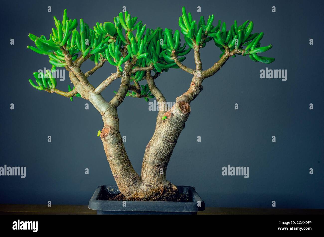Pianta succulenta chiamata Crassula ovata Gollum, comunemente conosciuta  come pianta di giada, pianta fortunata, pianta di denaro o albero di denaro  Foto stock - Alamy