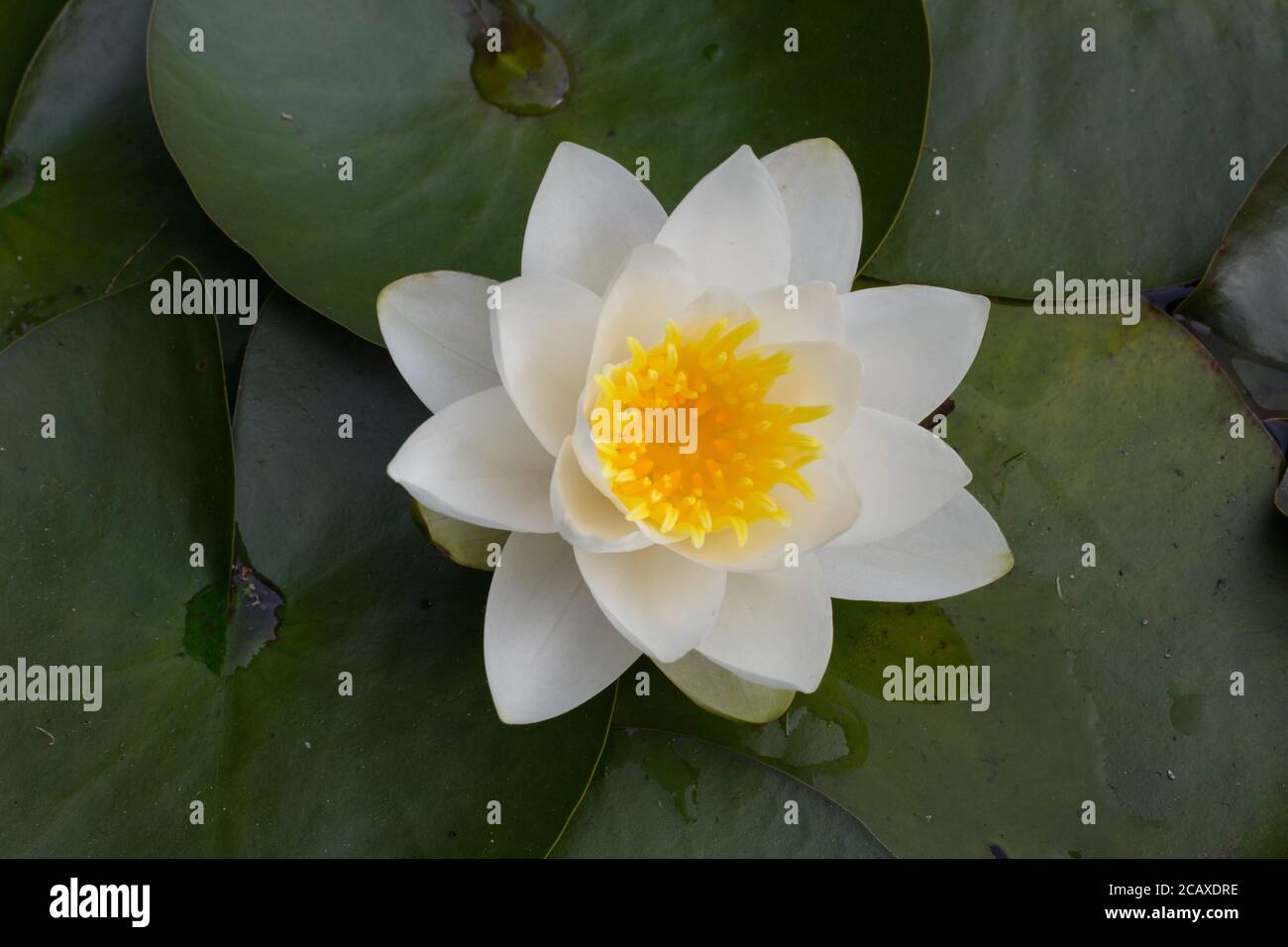 Giglio d'acqua 'Hermine' (Ninfea ‘Hermine'), un giglio d'acqua con un piccolo fiore bianco, un centro giallo e foglie a forma di cuore Foto Stock