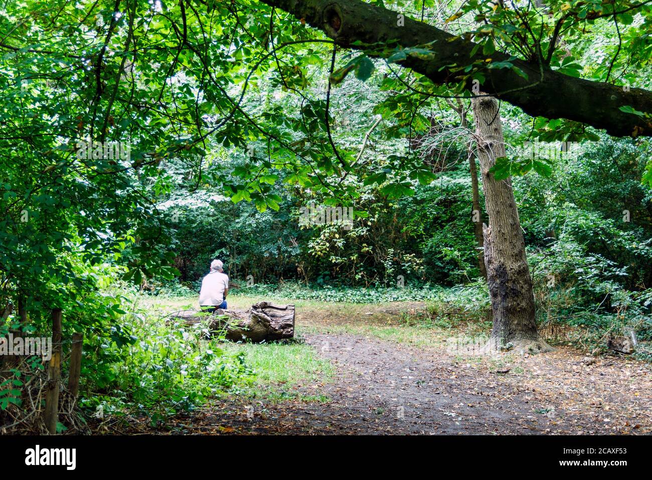 Un uomo si siede da solo su un tronco di albero caduto dentro una radura nei boschi Foto Stock