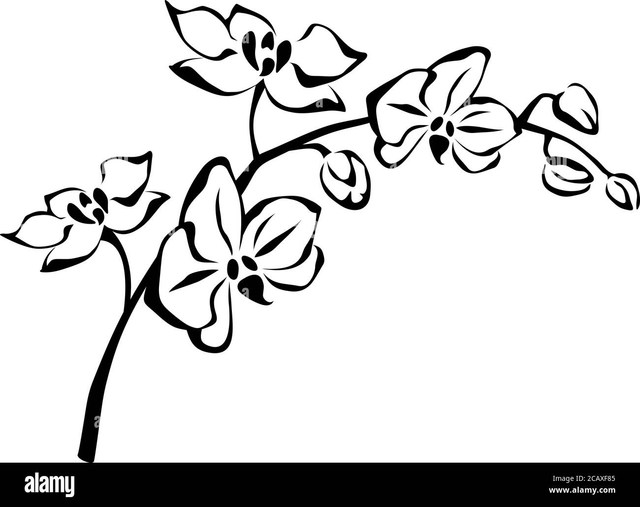 Immagine vettoriale in linea bianca e nera del ramo con fiori di orchidee su sfondo bianco. Illustrazione Vettoriale