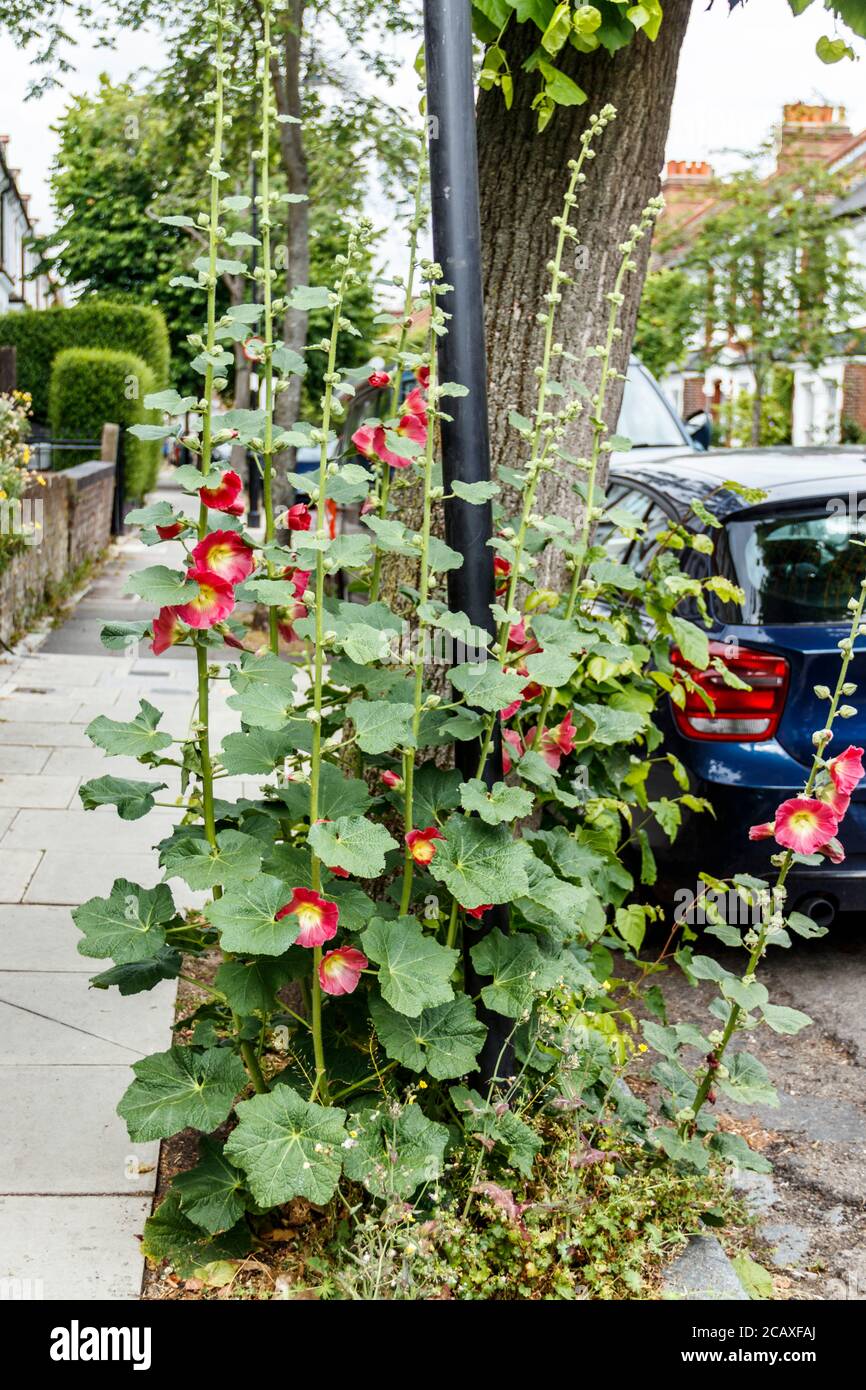 I Red Hollyhocks, piantati da residenti locali, che crescono in una buca di alberi nel nord di Londra, Regno Unito Foto Stock