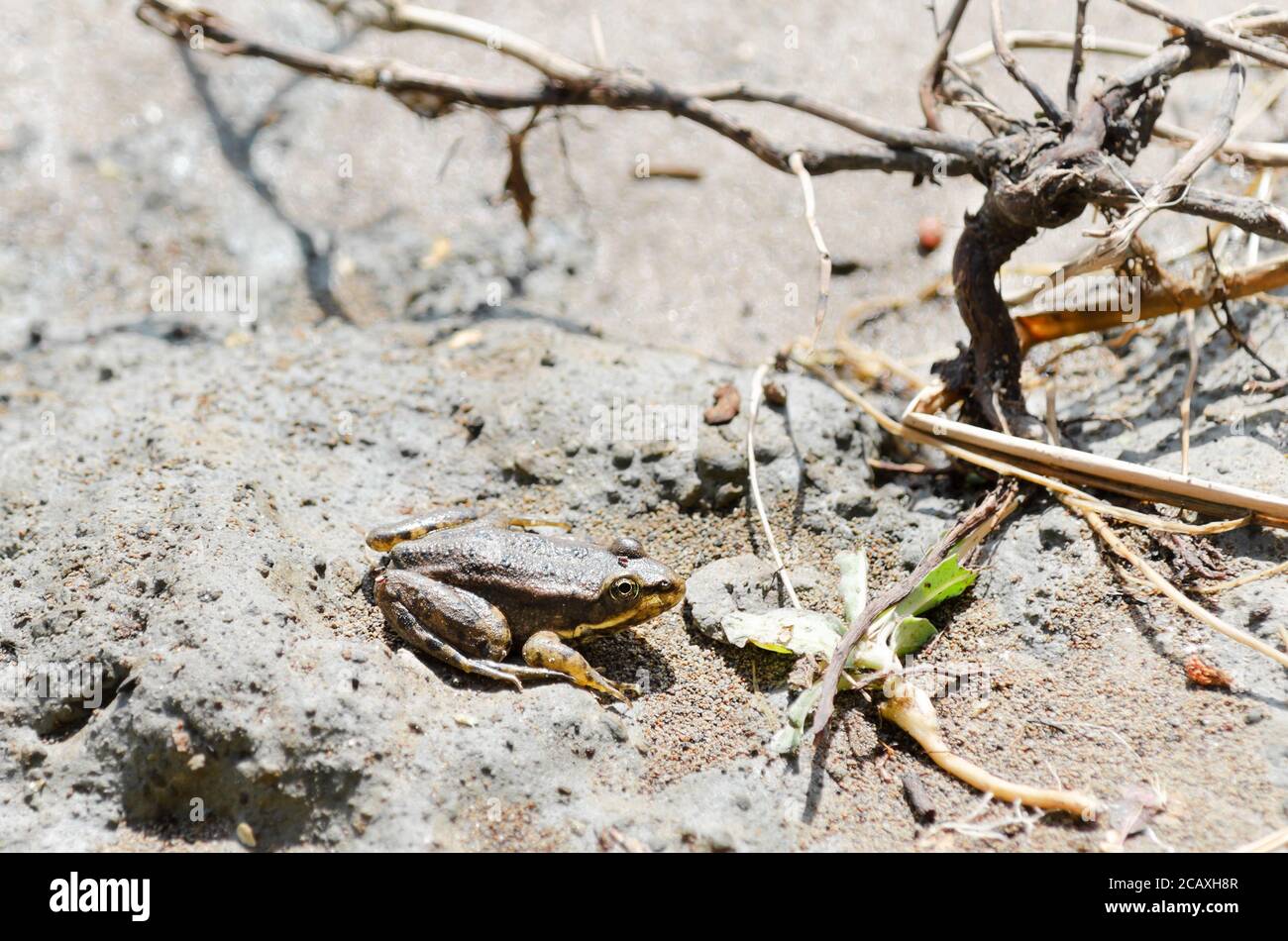Una piccola rana giallo-marrone si siede sulla sabbia bagnata in una giornata di sole. Fuoco elettorale Foto Stock