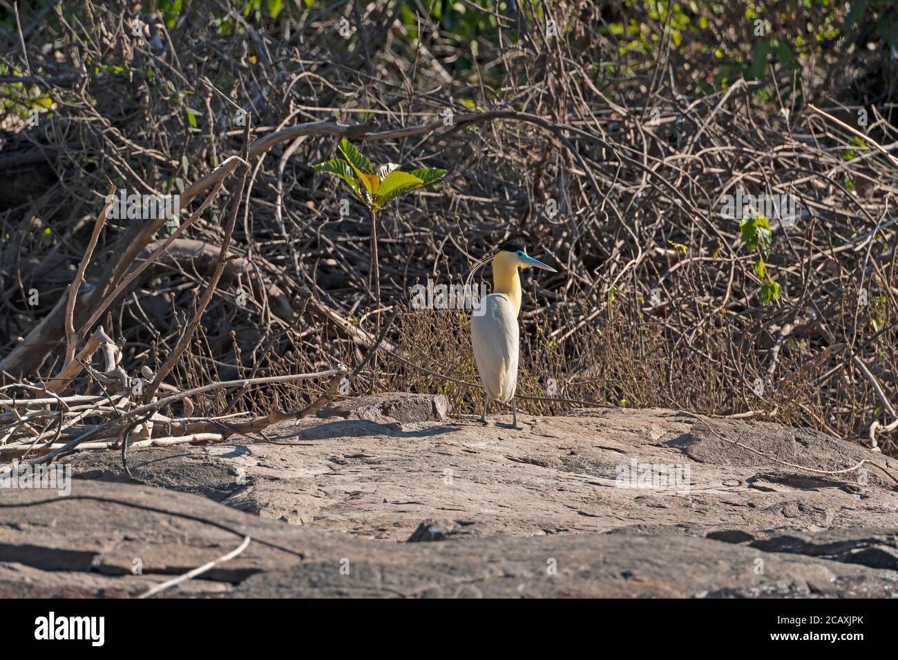 Capped Heron su una Amazon Rainforest River Bank vicino ad alta Floresta, Brasile Foto Stock