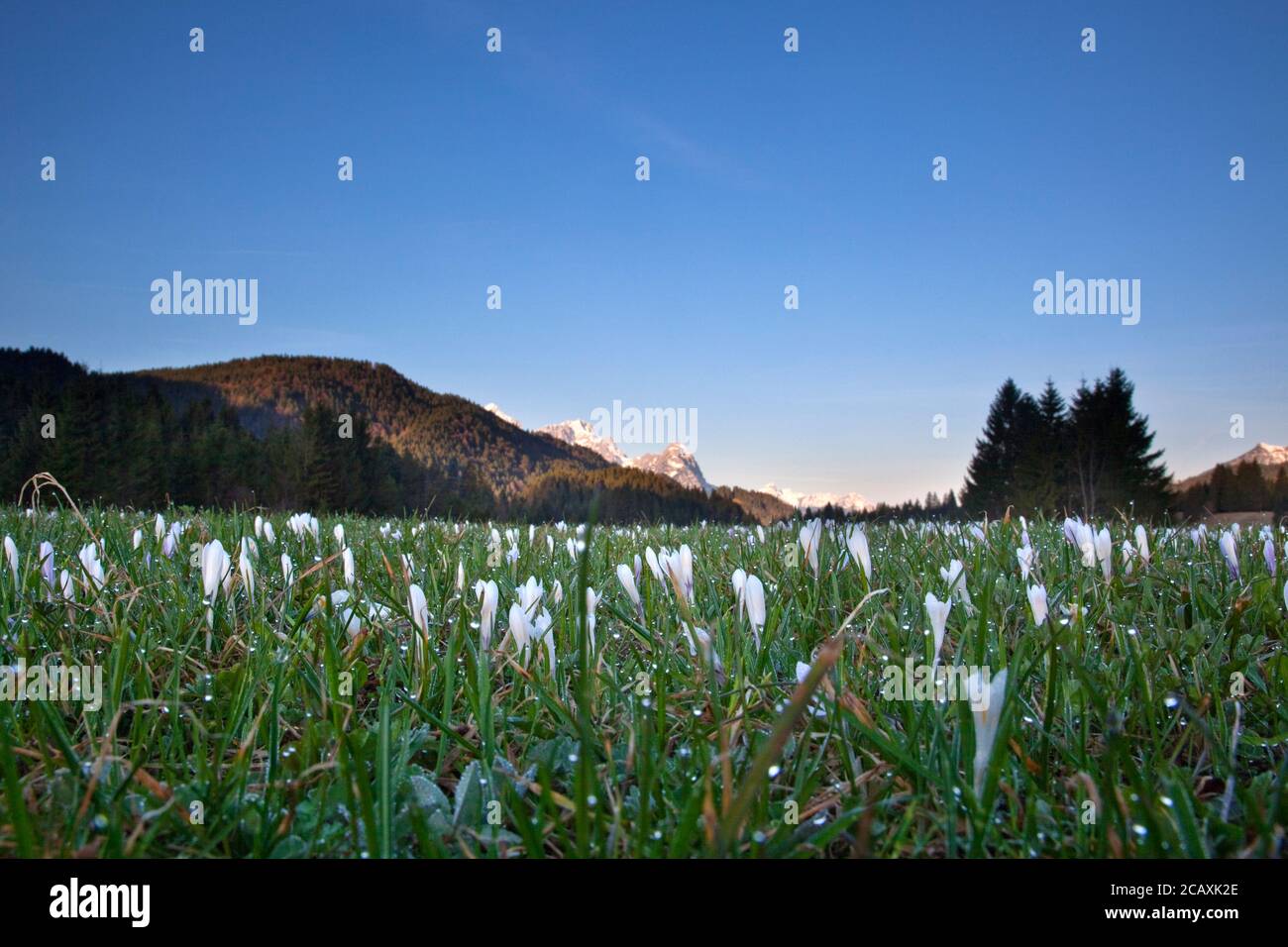 Geografia / viaggio, Germania, Baviera, paesaggio, pascoli di montagna, diritti aggiuntivi-clearance-Info-non-disponibile Foto Stock