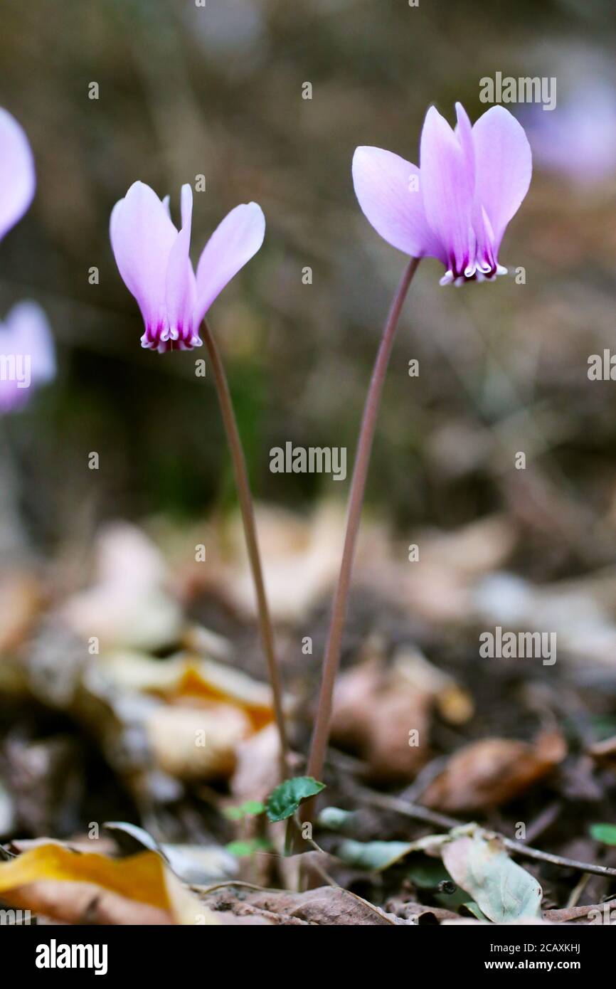 Hederifolium di ciclamino, ciclamino di Sowbread. Pianta selvaggia sparata in estate. Foto Stock