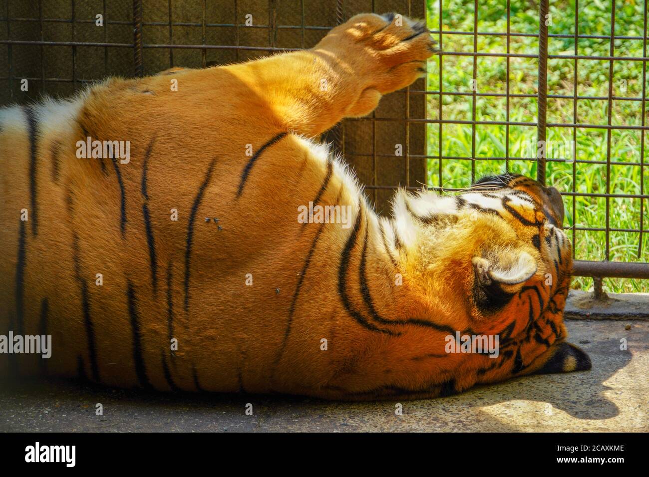 La tigre dormiente sul pavimento Foto Stock