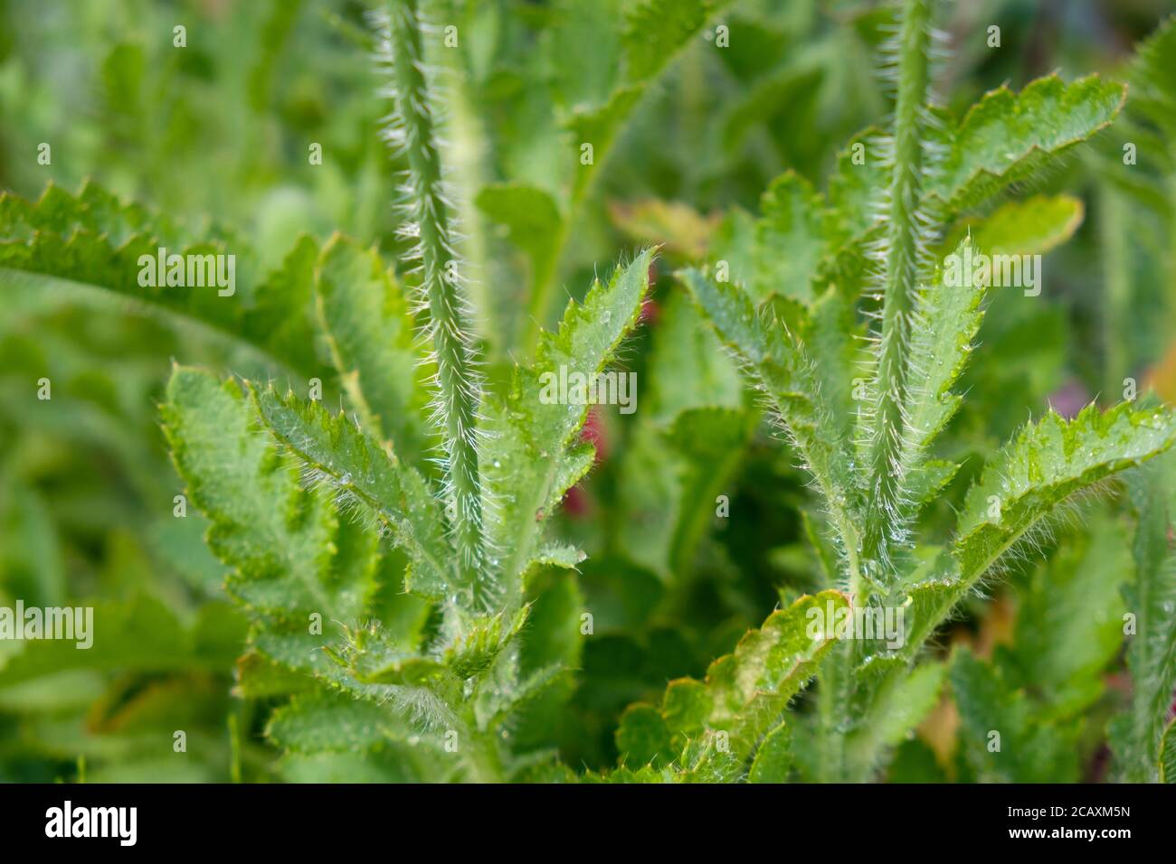 Steli pelosi di papaveri rossi in crescita in Gran Bretagna allotment Foto Stock