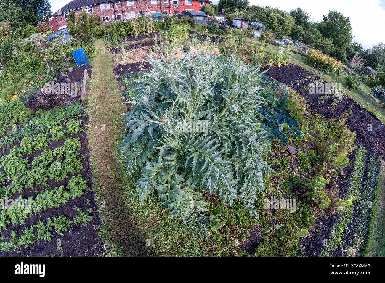 Vista aerea di Cardoon (Cynara cardunculus), chiamato anche carciofo globo, su assegnazione del Regno Unito all'inizio dell'estate (obiettivo fisheye) Foto Stock