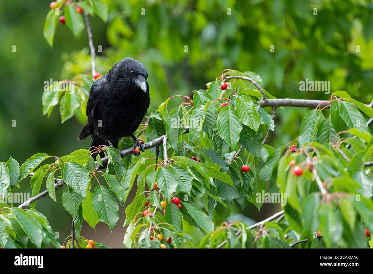 Carrion Crow adulto in un albero di ciliegio. Foto Stock