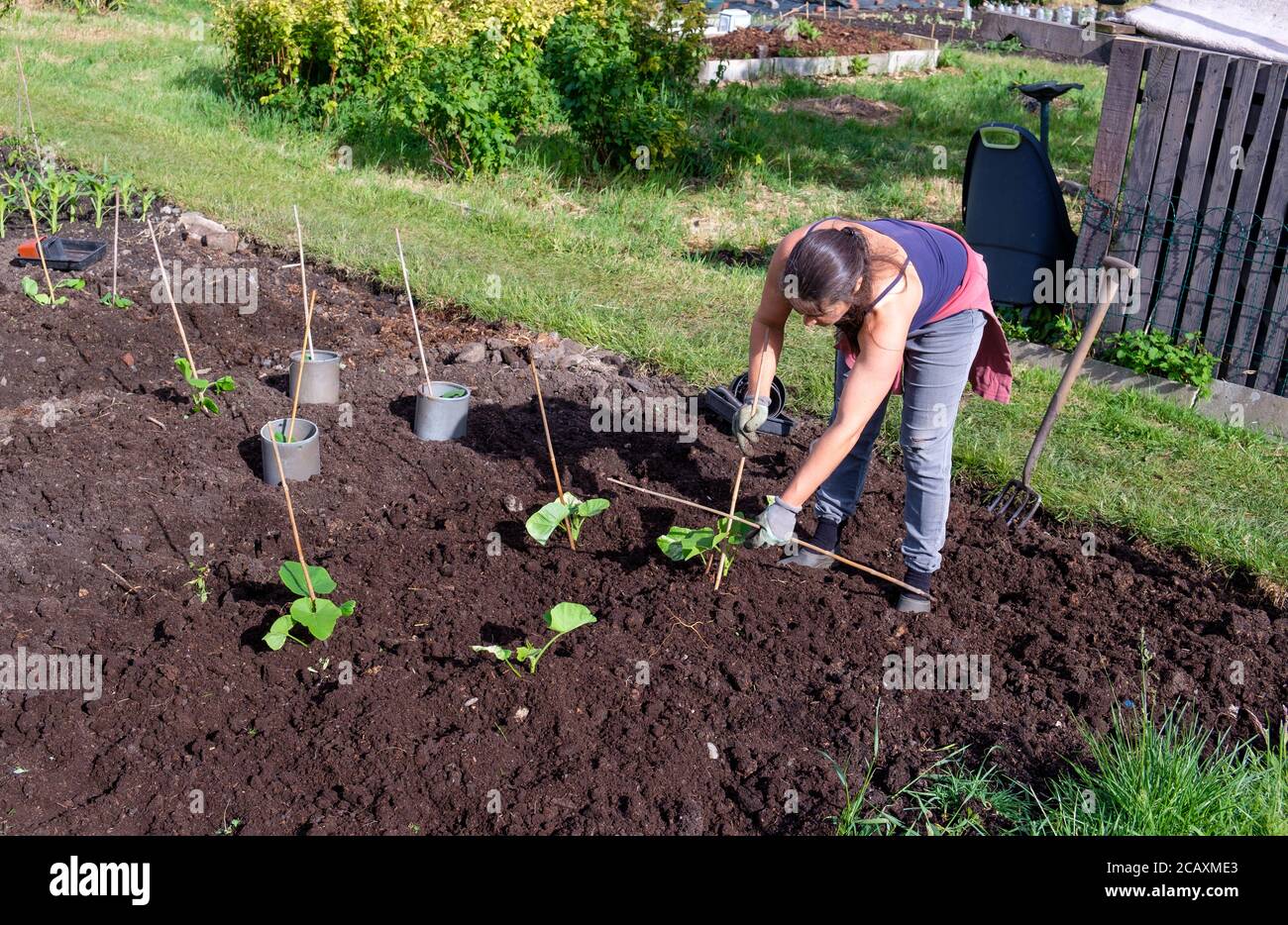 Donna che pianta giovani piante di zucca su un'assegnazione Foto Stock