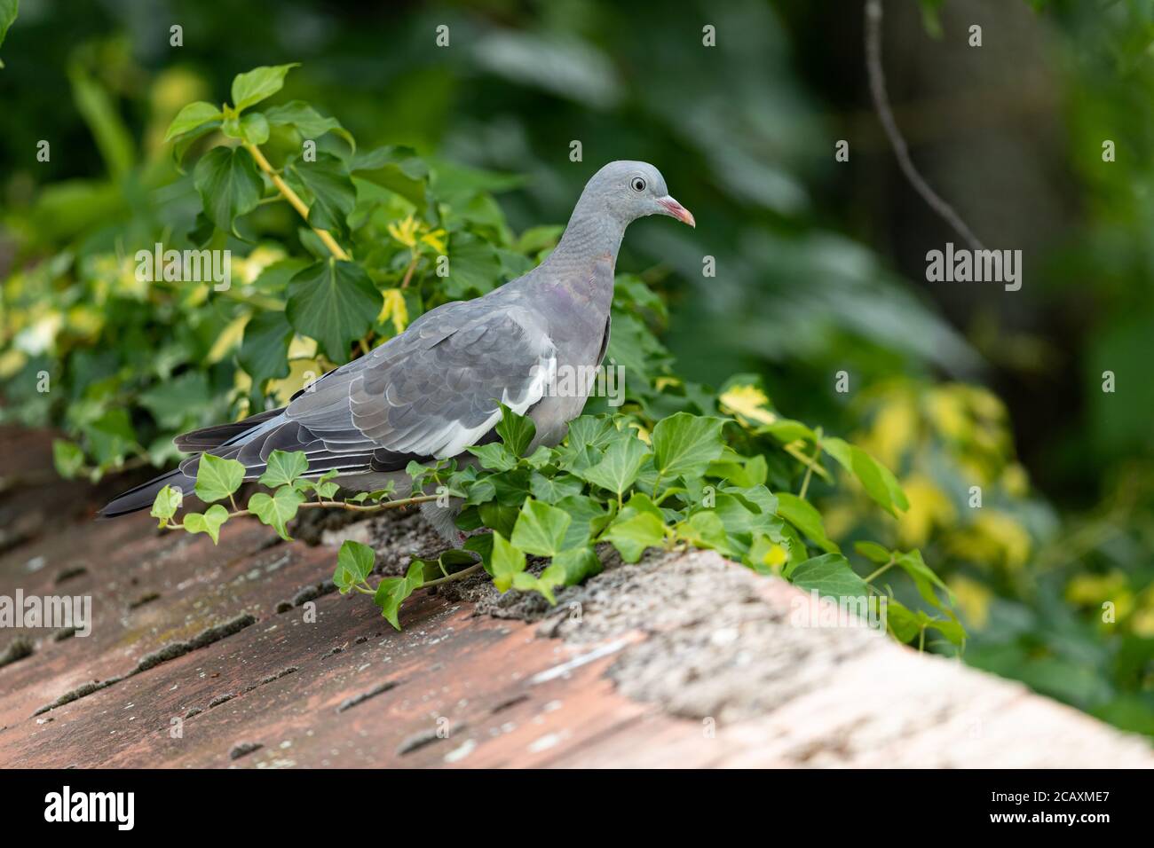 Woodpigeon comune giovanile su un muro. Foto Stock