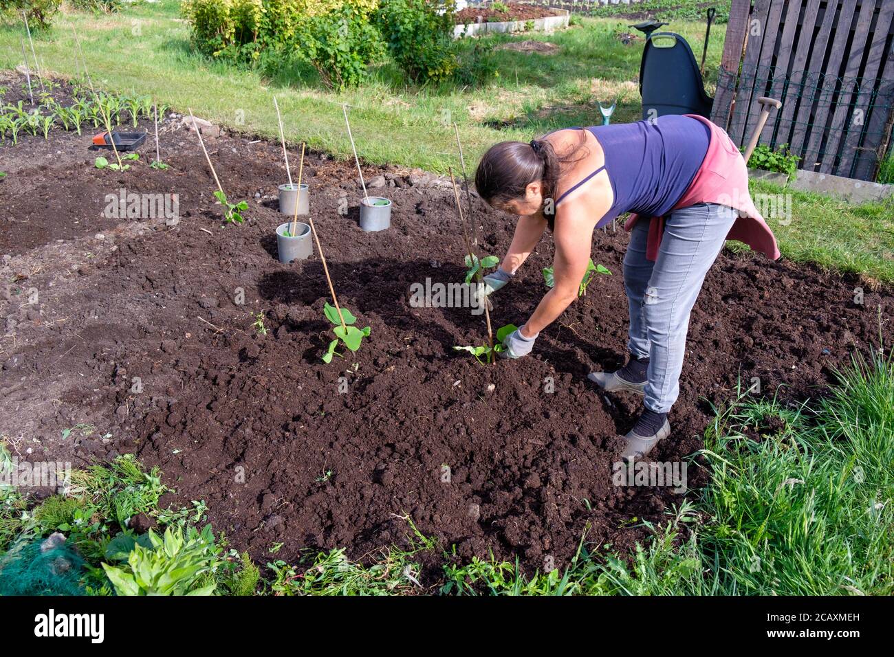 Donna che pianta giovani piante di zucca su un'assegnazione Foto Stock